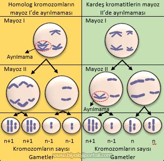 kromozomlarda ayrılmama olayı